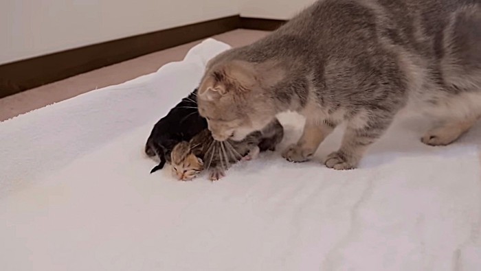 母猫が子猫を確認している様子