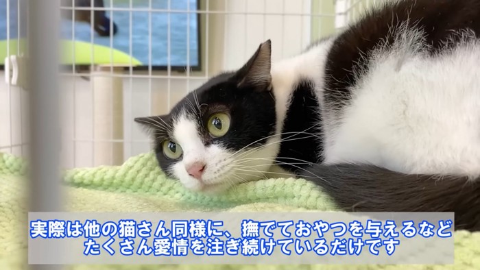 テロップ「実際は他の猫さん同様に～」