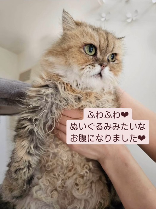 体を支えられて立つ猫