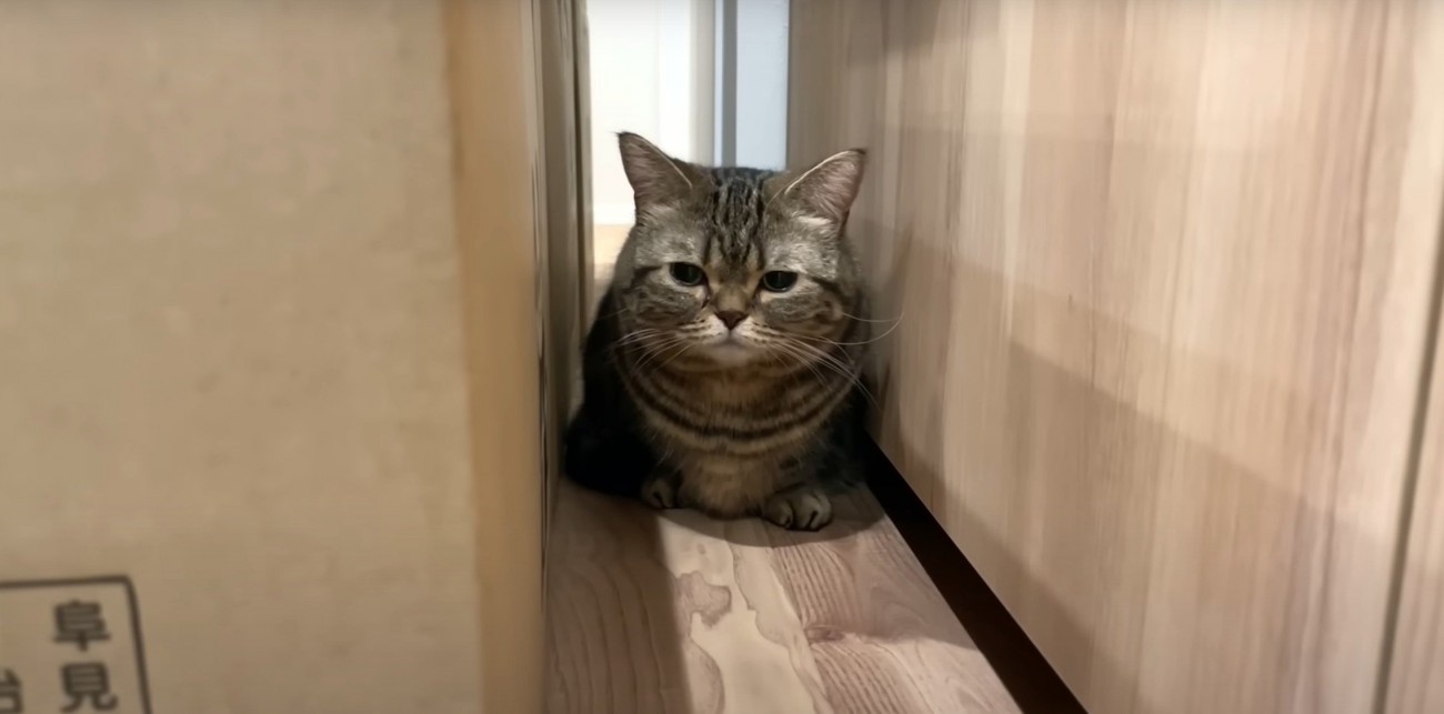 段ボールの間にいる猫