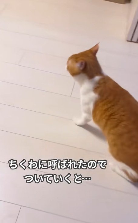 家の中を歩く猫とついていく飼い主