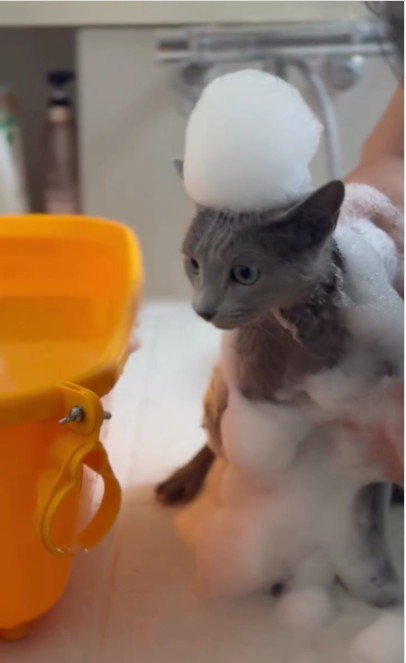 シャンプーされている猫