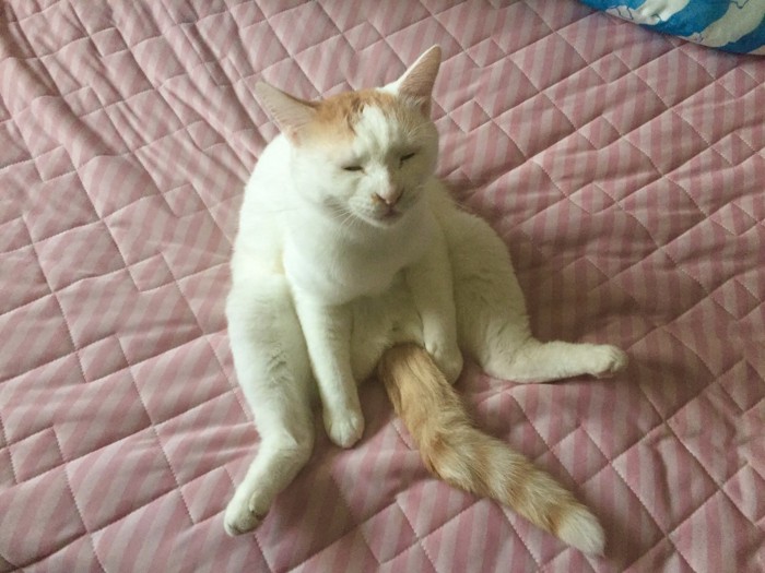 目を閉じ気だるげに座る猫