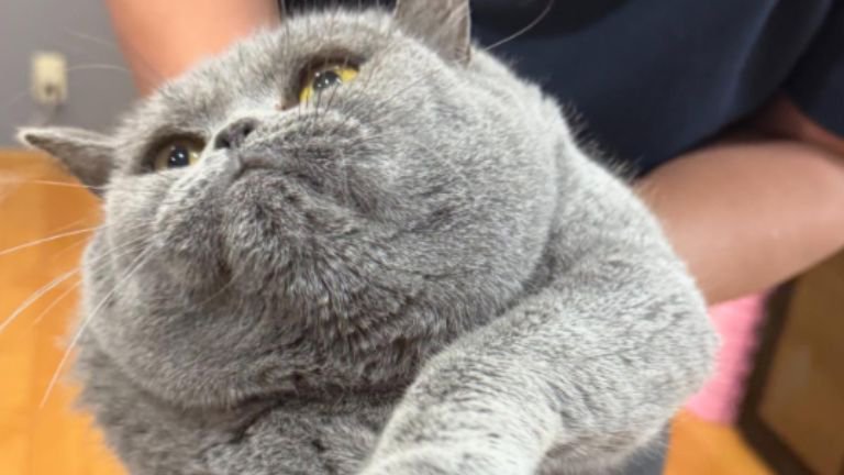 抱かれている猫