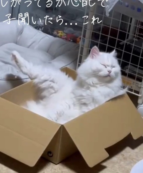 脚を上げる猫