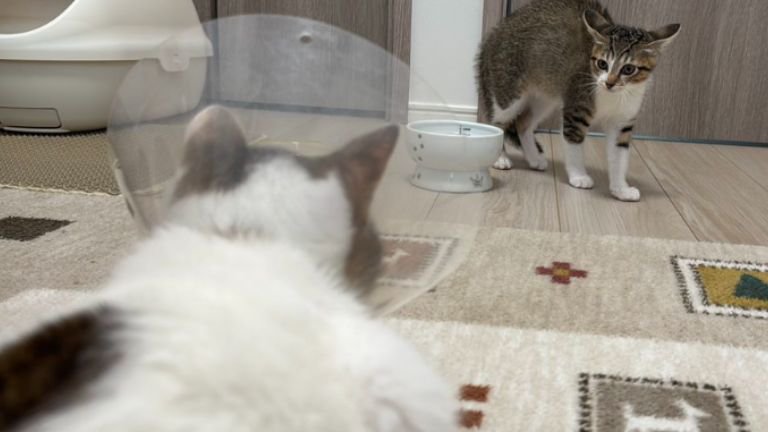 エリザベスカラーしている猫