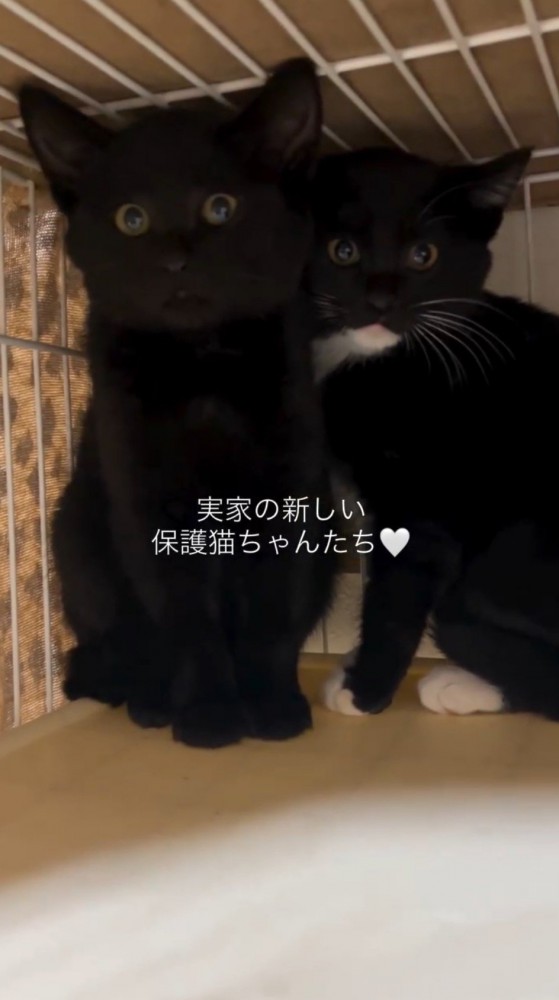 子猫たちに「おはよう」と声をかける投稿者