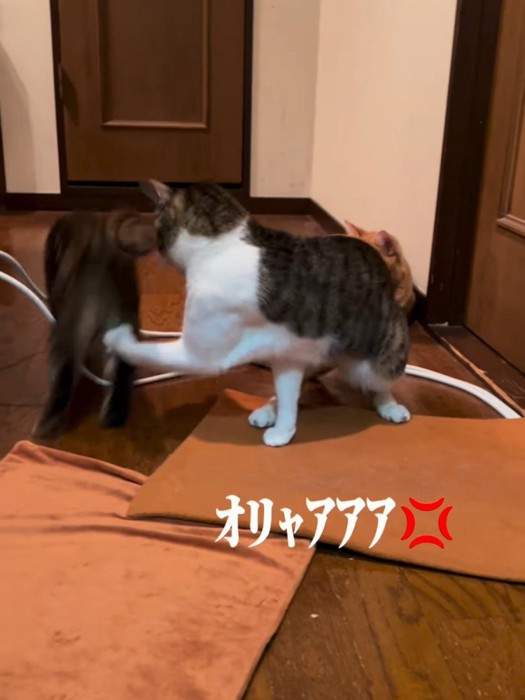 子猫のおしりを叩く成猫