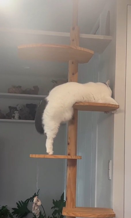 登ろうとするカツヲくん