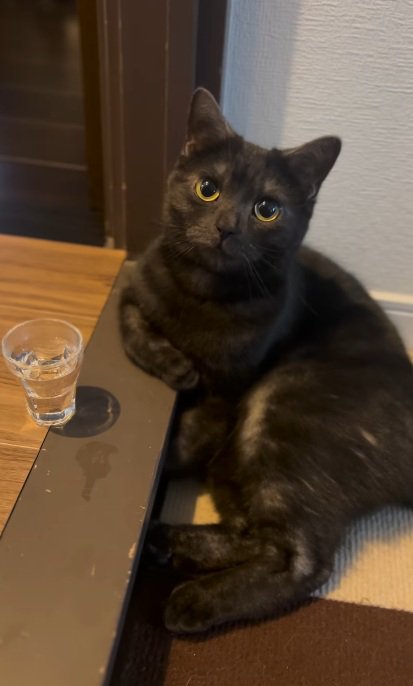机に置いてあるグラスと黒猫