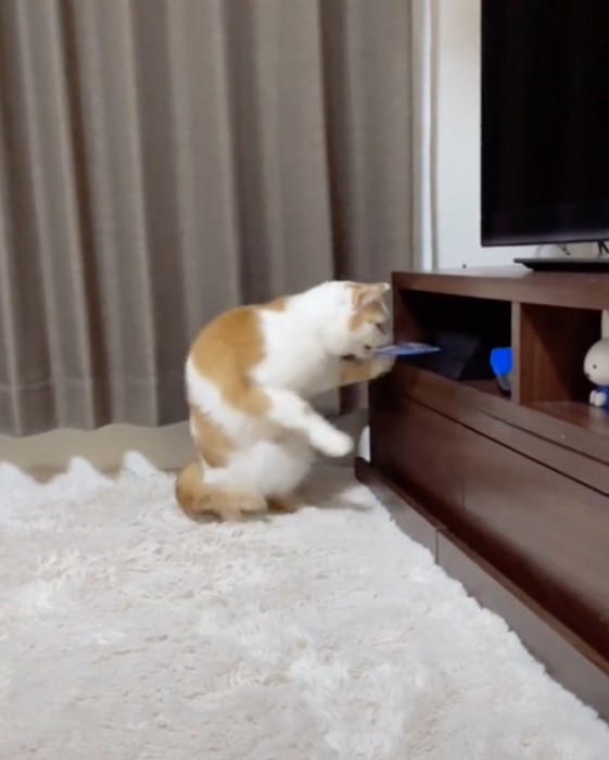 ディスクをくわえる猫