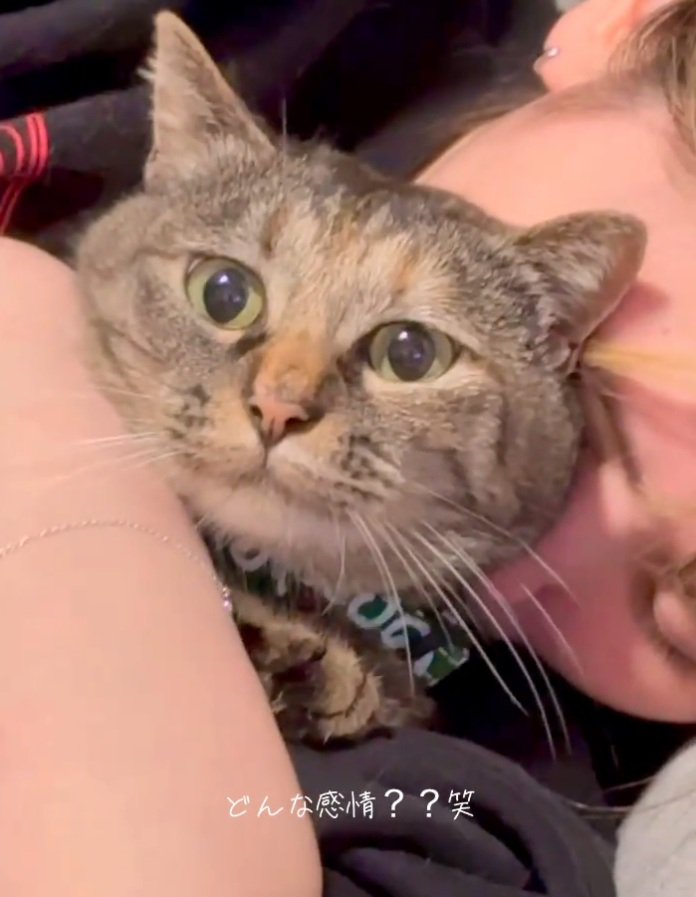 真顔のステラちゃん