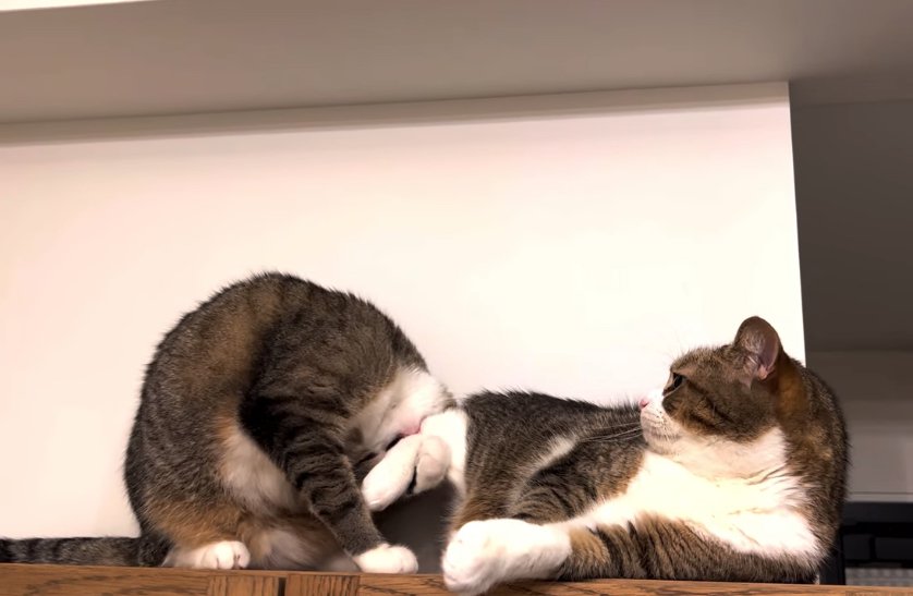 寝転がっている猫の足をかじる猫