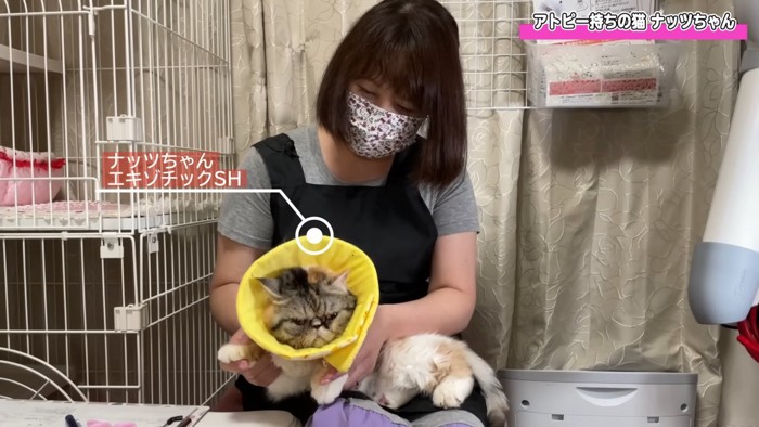 エリカラをつけた猫