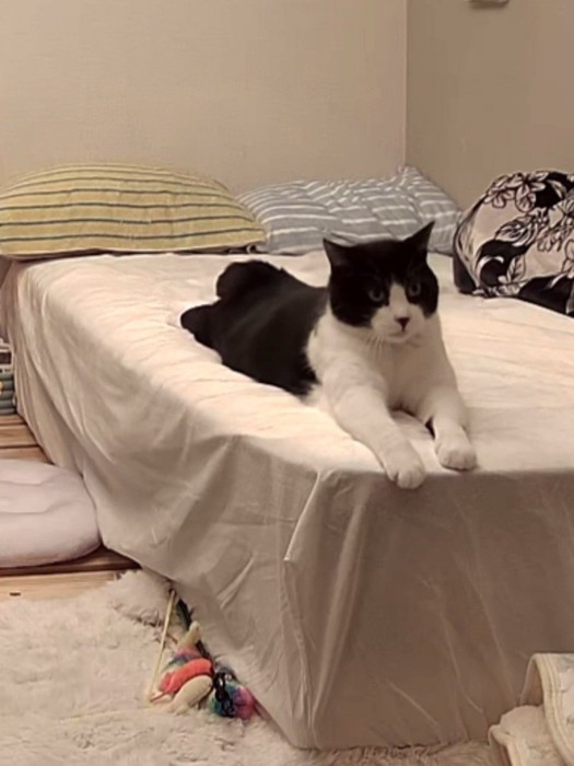 腹ばいになる猫
