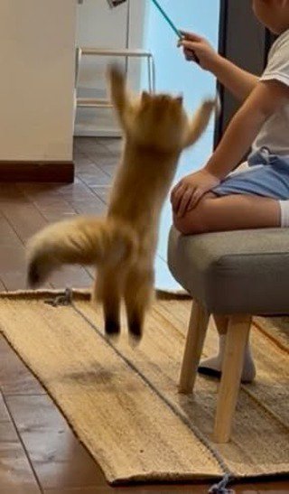 ジャンプする子猫の後ろ姿