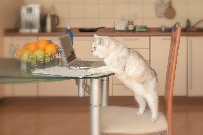 PCを見つめる猫