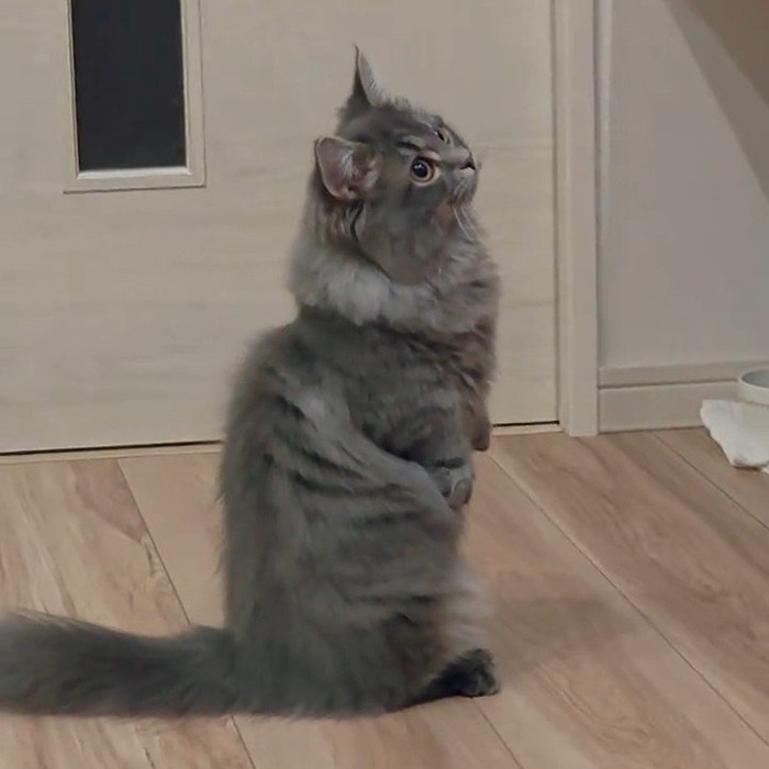 後ろ足で立つ猫