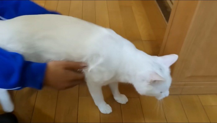 男の子に膝の上から降ろされた猫