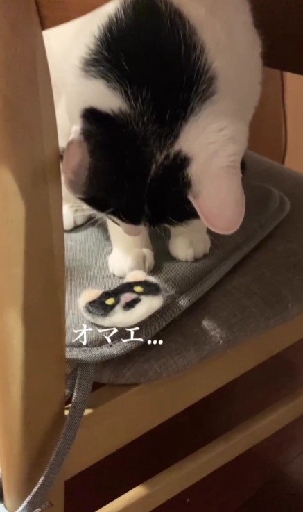 フェルトワッペンを見ている猫