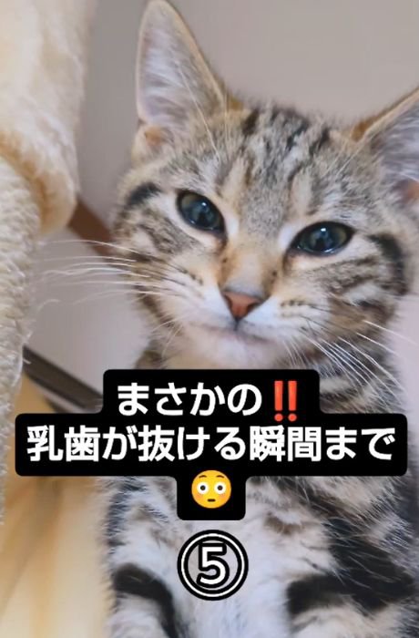 正面を向いて口を閉じている猫