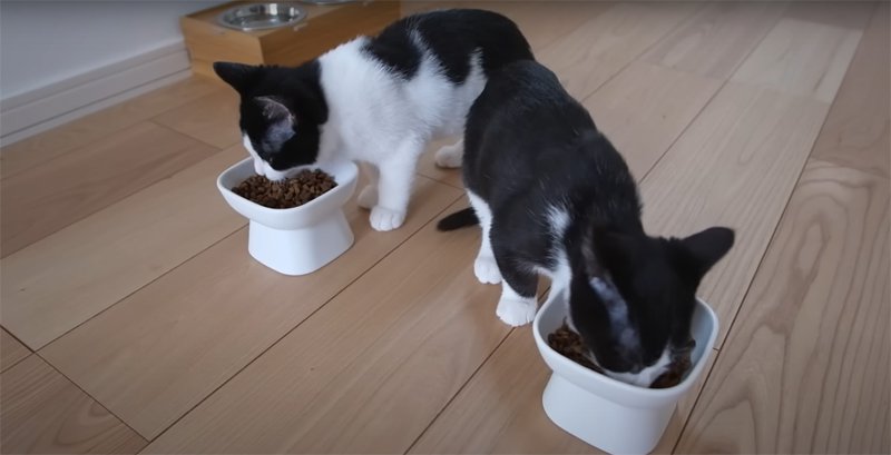 夢中で食べる子猫たち