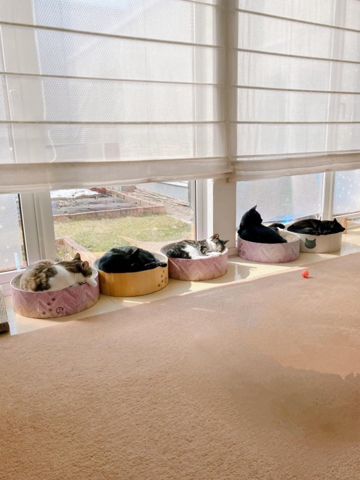 窓際に並ぶ猫たち