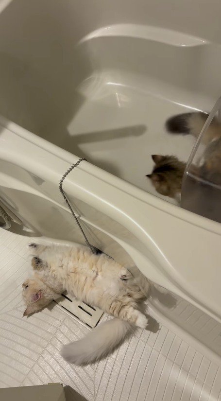 浴室の床に寝転がるクリーム色の猫