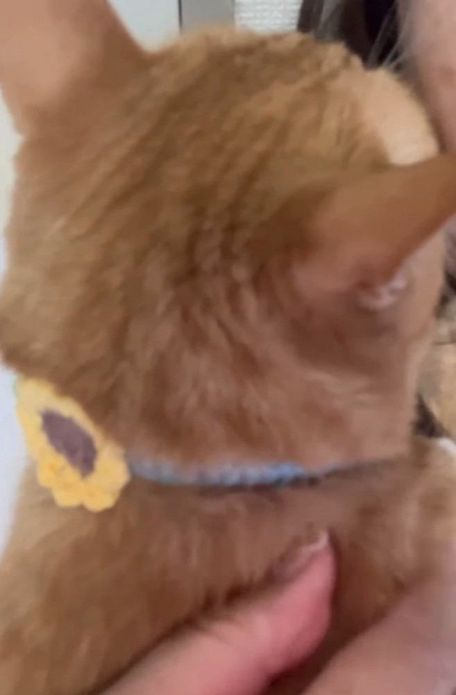 抱っこされている猫の後頭部