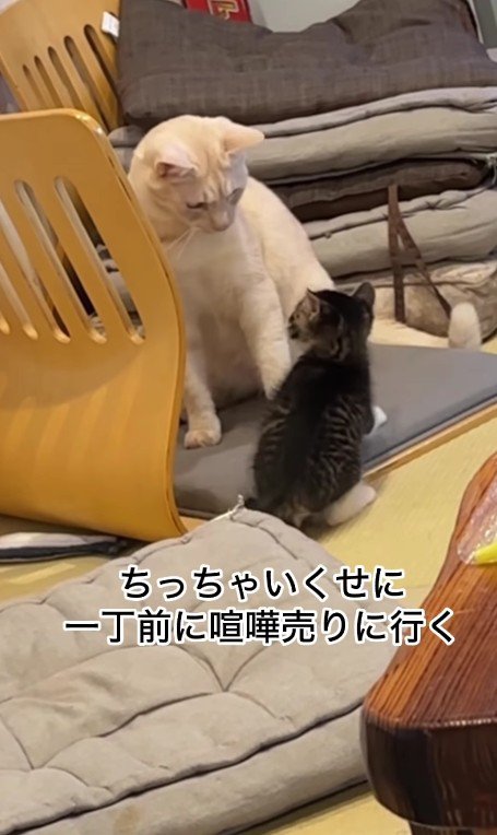 先住猫と子猫