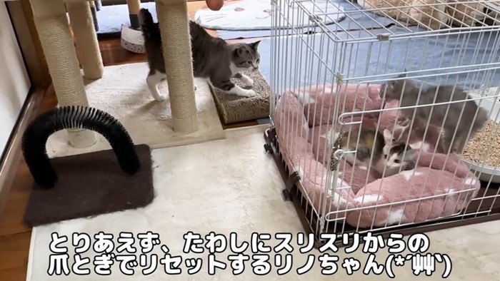ケージの中の威嚇をする子猫と爪とぎをする大人猫