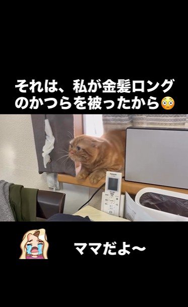 窓辺に寝そべっている猫
