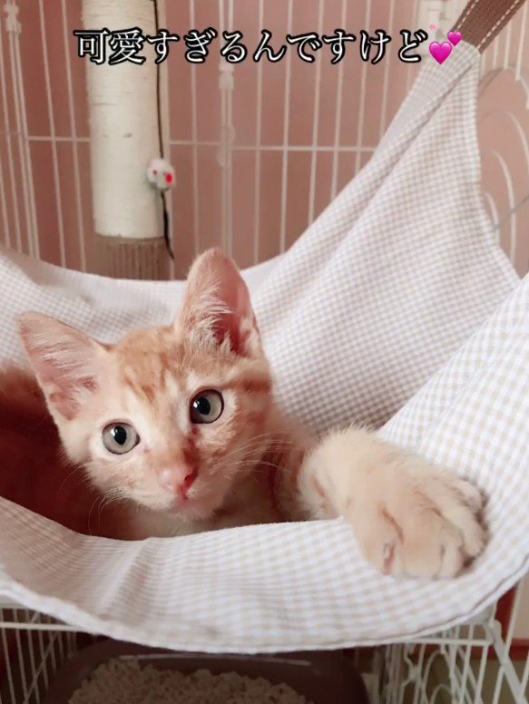 ハンモックで寝そべる猫