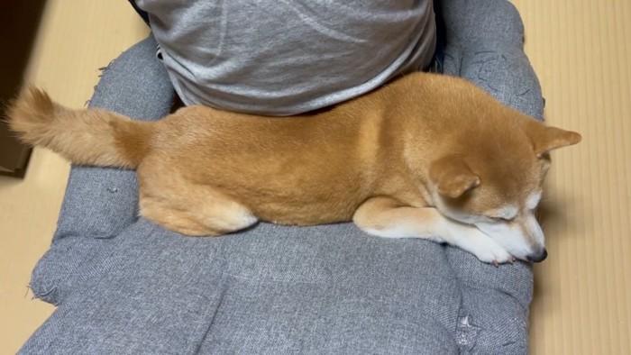 椅子を占領する柴犬