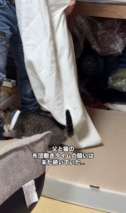 敷布団カバーのゴムを首にかけて遊んでいる猫