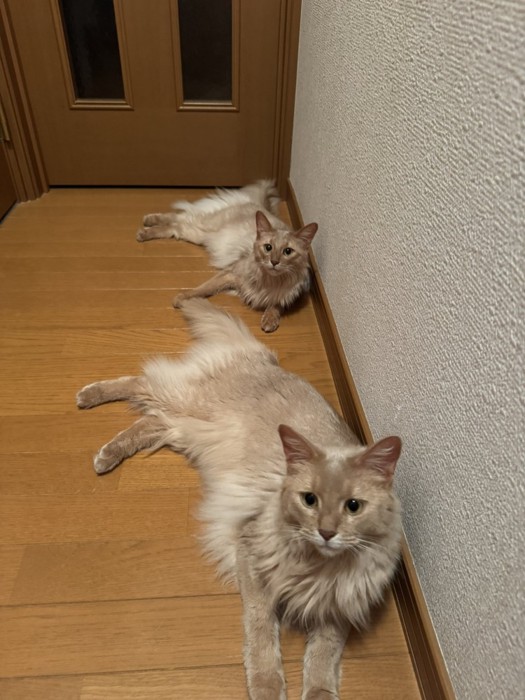 床に寝そべる2匹の猫