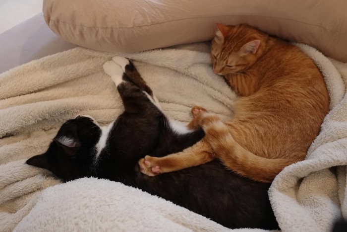 くっついて寝る2匹の猫