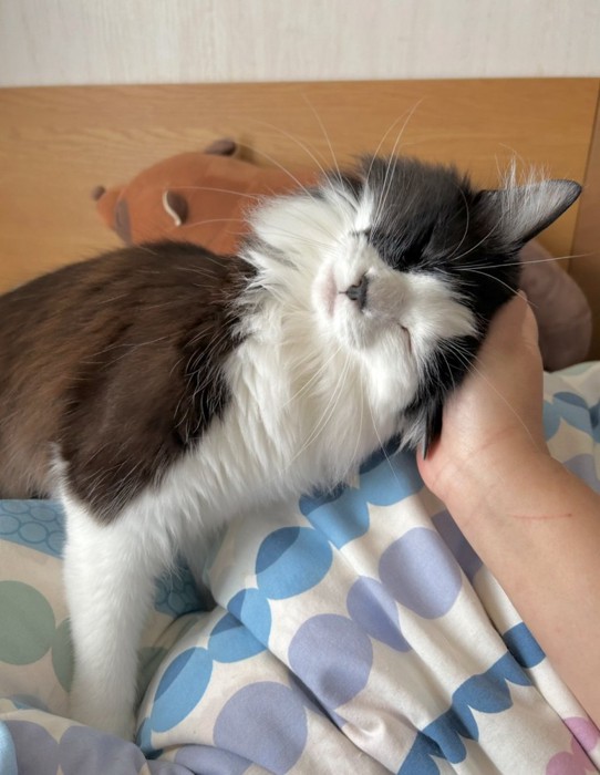 飼い主の手に頭を乗せる白黒猫