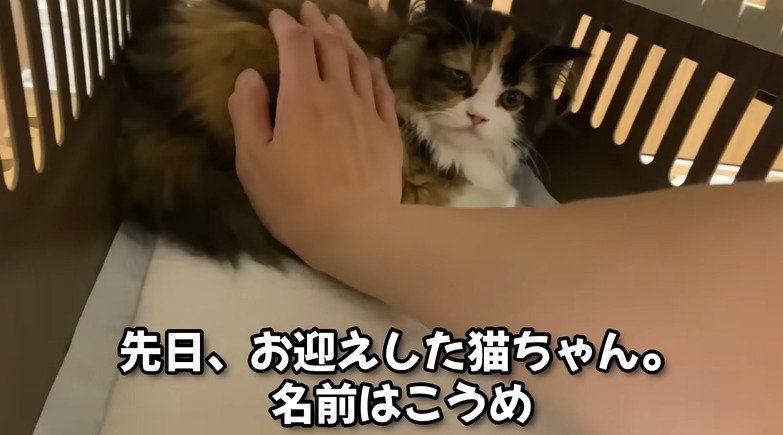 キャリーに入った子猫