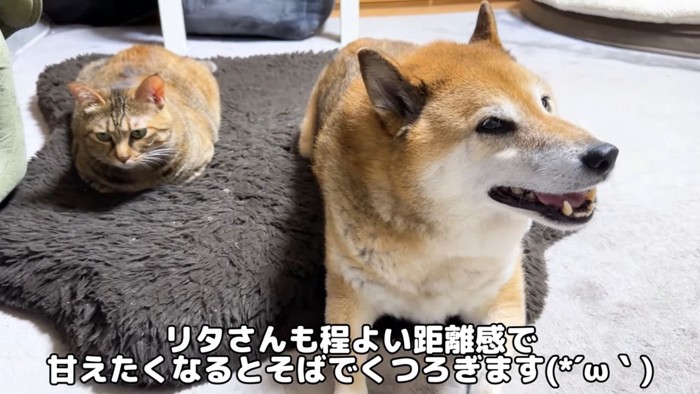 柴犬と麦わら猫