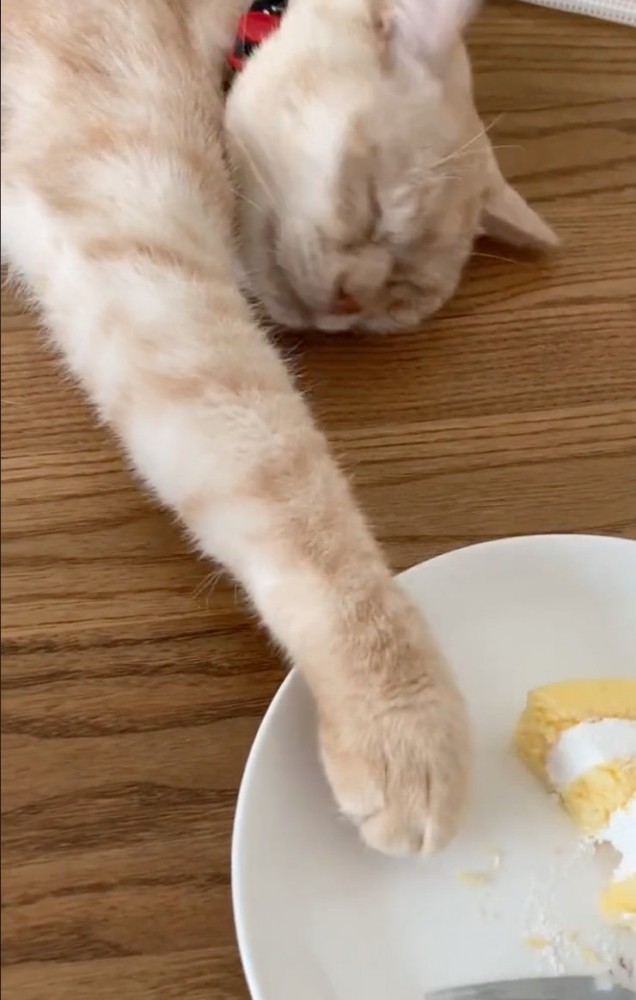 ケーキへと手を伸ばす猫