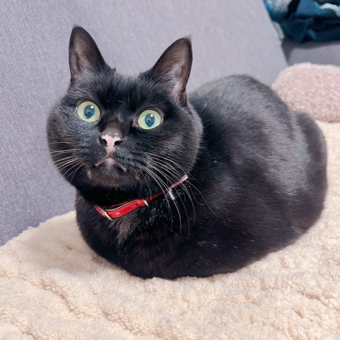 カメラを見つめる猫