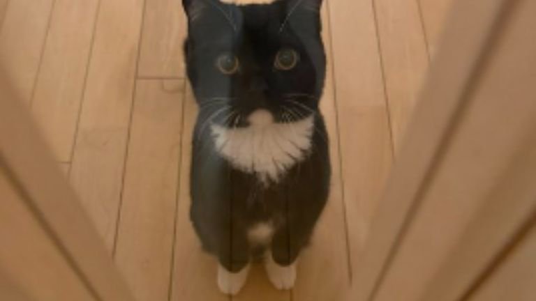 ドアの前にいる猫