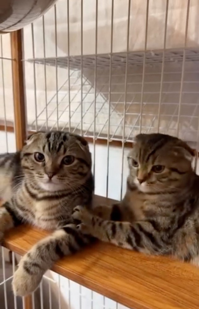 2匹の猫