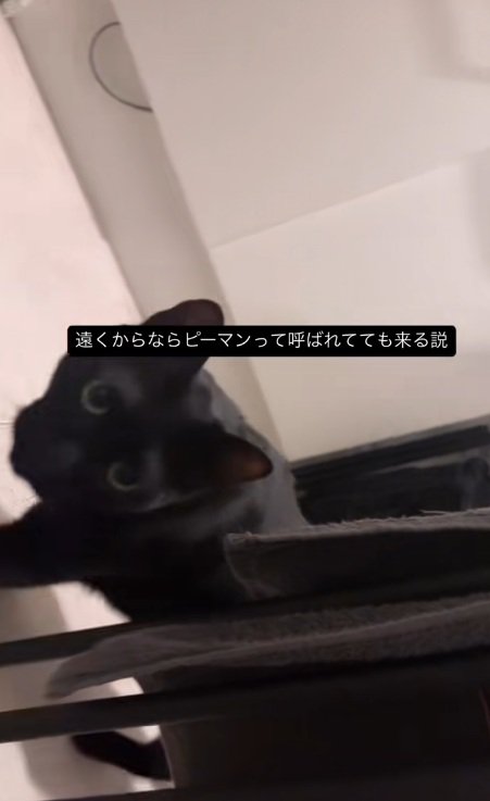 呼ばれて近づいてくる黒猫