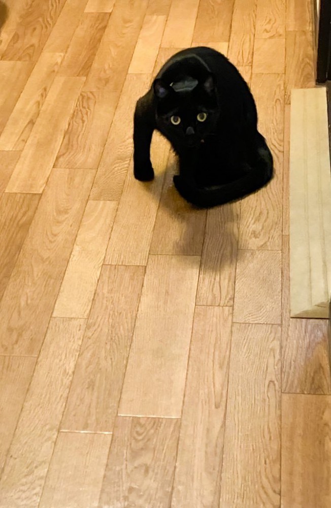 肩を怒らせて待ち構える黒猫