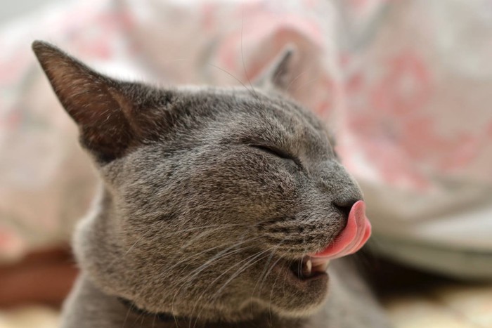 気持ちよさそうな猫