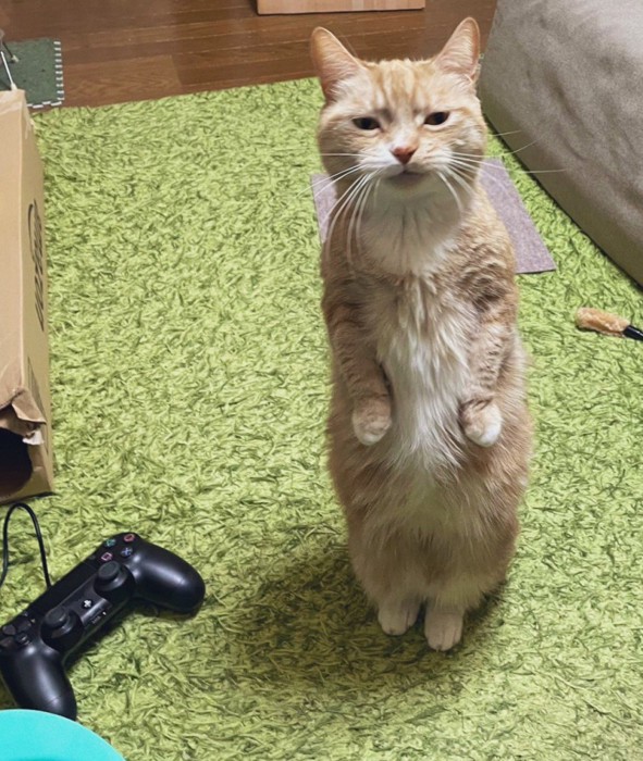 立ち上がる猫