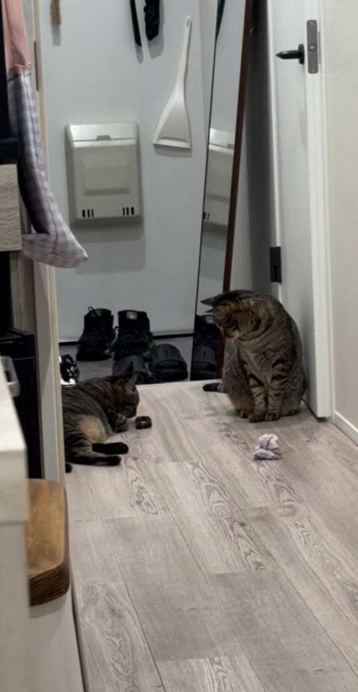 おもちゃの匂いを嗅ぐ姉キジトラ猫と見守る弟キジトラ猫