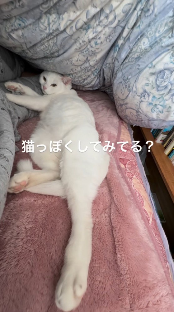 飼い主の足に頭を乗せて飼い主の方を見つめる猫